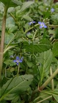 Beekpunge (Veronica beccabunga) - Vijverplant - 3 losse planten - Om zelf op te potten - Vijverplanten Webshop
