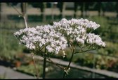 Valeriaan (Valeriana officinalis) - Oeverplant - 3 losse planten - Om zelf op te potten - Vijverplanten Webshop