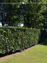 Laurier Prunus Herbergii 40-60 cm in Pot, 200x Haagplant