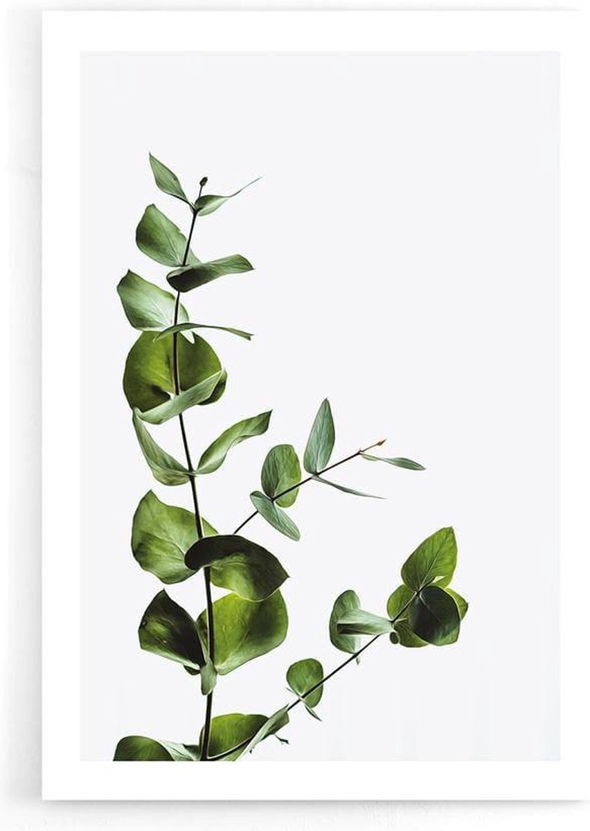 Walljar - Eucalyptus - Muurdecoratie - Poster op Prijzenvolger.com