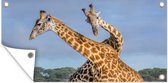 Tuinposter Giraffes - Dieren - Natuur - 60x30 cm - Tuindoek - Buitenposter