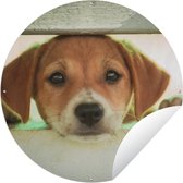 Cercle de jardin Un chiot regarde à travers une clôture - 60x60 cm - Affiche de jardin ronde - Extérieur