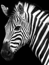 Glasschilderij 50x50cm Zebra zwart-wit