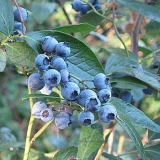 VACCINIUM COR. 'BLUECROP' 30- 40 cm in pot - Blauwe (bos)bes