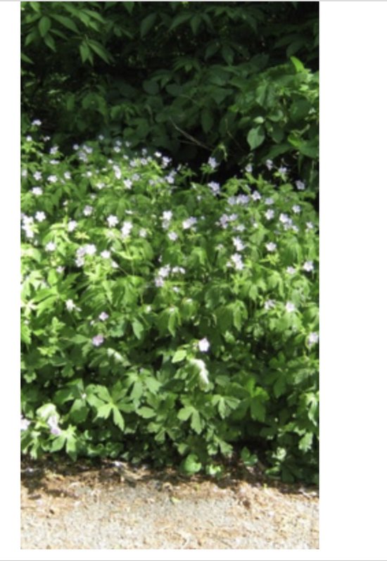 12 x Geranium maculatum 'Album' - gevlekte ooievaarsbek in pot 9 x 9 cm