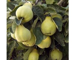CYDONIA OBLONGA - Kweepeer in pot