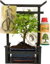 ZynesFlora - Bonsai in Keramiek Set - Schaar - Voeding - Kamerplant in Pot - Kamerplant