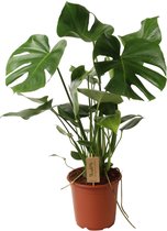 ZynesFlora - Monstera Deliciosa - Kamerplant - Ø 21 cm - Hoogte: 80-85cm - Gatenplant