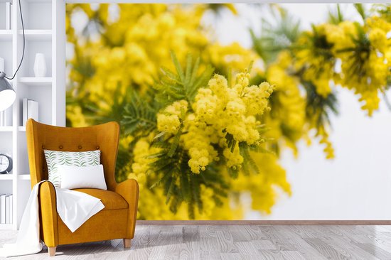 Papier peint photo en vinyle - Une fleur de mimosa jaune largeur 450 cm x hauteur 300 cm - Tirage photo sur papier peint (disponible en 7 tailles)
