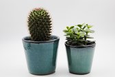 Ikhebeencactus | Epiphyllum Anguliger | Zaagcactus | Hangplant | 2 stuks | Ø 12 cm |  25 cm