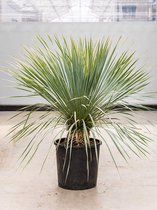 Kamerplant van Botanicly – Palmlelie – Hoogte: 85 cm – Yucca