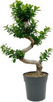 Bonsai van Botanicly – Chinese Vijg – Hoogte: 90 cm – Ficus microcarpa
