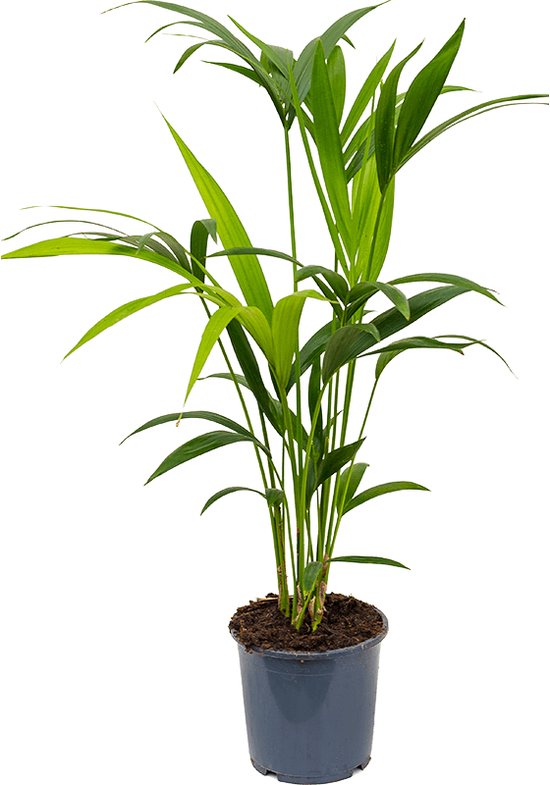 Plant In Pot Kentia Forsteriana 175 Cm Kamerplant In Baq Raindrop 37 Cm Bloempot 8718233375667 Technischetekening 0 600x800