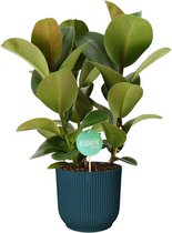 Kamerplant van Botanicly – Rubberboom in blauw ELHO plastic pot als set – Hoogte: 60 cm – Ficus elastica