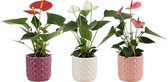 Bloemen van Botanicly – 3 × Flamingoplant – Hoogte: 25 cm – Anthurium