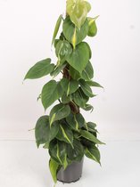 Kamerplant van Botanicly – Philodendron scandens – Hoogte: 65 cm