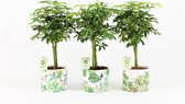 Kamerplanten van Botanicly – 3 × Vingerboom – Hoogte: 35 cm – Schefflera arboricola Luseana