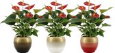 Kamerplanten van Botanicly – 3 × Flamingoplant – Hoogte: 36 cm – Anthurium diamond red