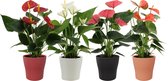 Bloemen van Botanicly – 4 × Flamingoplant – Hoogte: 30 cm – Anthurium