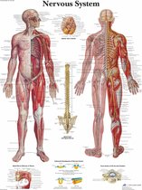 Het menselijk lichaam - anatomie poster zenuwstelsel (Engels, papier, 50x67 cm) + ophangsysteem