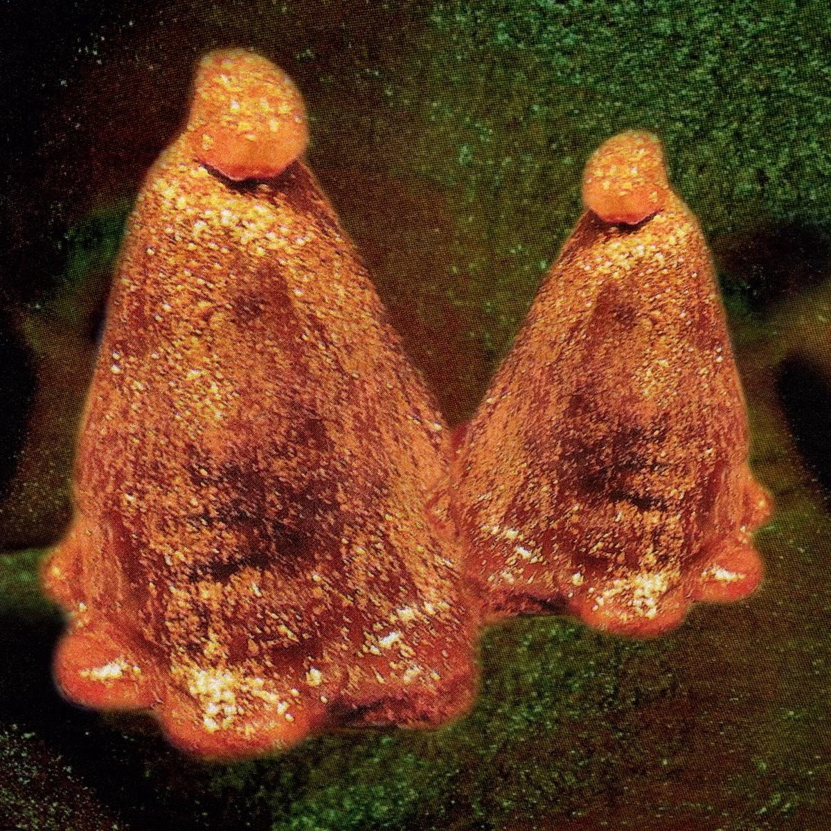 Black To Comm - Oocyte Oil & Stolen Androgens (CD)