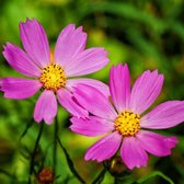 Cosmos Flamingo | 1 stuk | Wortelstok | Geschikt voor in Pot | Roze