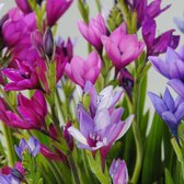 Babiana Stricta