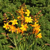 Crocosmia Columbus