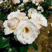 3x Rosa floribunda "Sirius" | Rozenstruik winterhard | Roomkleurige bloemen | Blote wortel planten | Leverhoogte 25-40cm