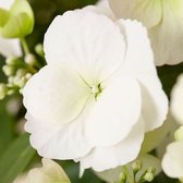 Witte Hortensia  „Runaway Bride Snow White | Hydrangea macrophylla - Hortensia | Wiite bloei - Winterhard Winterfest | ↑40-50cm - Pot- Ø 20cm