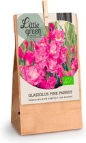 7x Gladiolus 'Pink Parrot' | Gladiolus bollen | Roze | Biologisch | Zomerbloeiers | Winterharde bollen