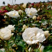3x Rosa floribunda "Kristal" | Rozenstruik winterhard | Witte bloemen | Kale wortel planten | Leverhoogte 25-40cm