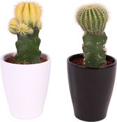 Kamerplanten van Botanicly – 2 × Planten Mix – Hoogte: 15 cm – Mix