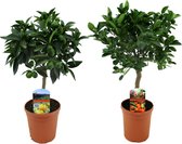 Kamerplanten van Botanicly – 2 × Planten Mix – Hoogte: 45 cm – Mix