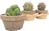 Cactussen van Botanicly – 3 × Cactus mix – Hoogte: 20 cm