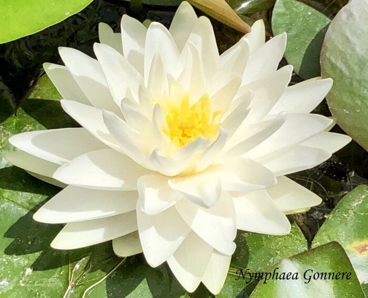 Waterlelie Nymphaea Gonnere (dubbelbloemige witte waterlelie) - Vijverplant- Vijverklaar opgeplant in een mand van 19 x 19 cm - Vijverplanten Webshop