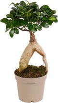 Ficus Bonsai Ginseng - Ficus microphylla Ginseng - Bonsai boompje- Kamerplanten -↑ 35-40 cm - Pot-Ø 12cm