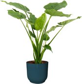 Alocasia Cucullata in sierpot Vibes - Blauw - Hoogte ↕ 70cm - Pot ∅ 22cm