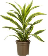 Dracaena lemon Lime - Hoogte ↕ 70cm - Pot ∅ 17cm