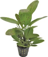 Echinodorus groene ozelot