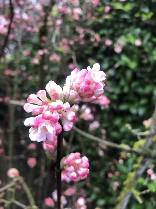 2 x Viburnum Bodnantense 'Dawn' - Boule de neige 40-60 cm en pot - Floraison hivernale
