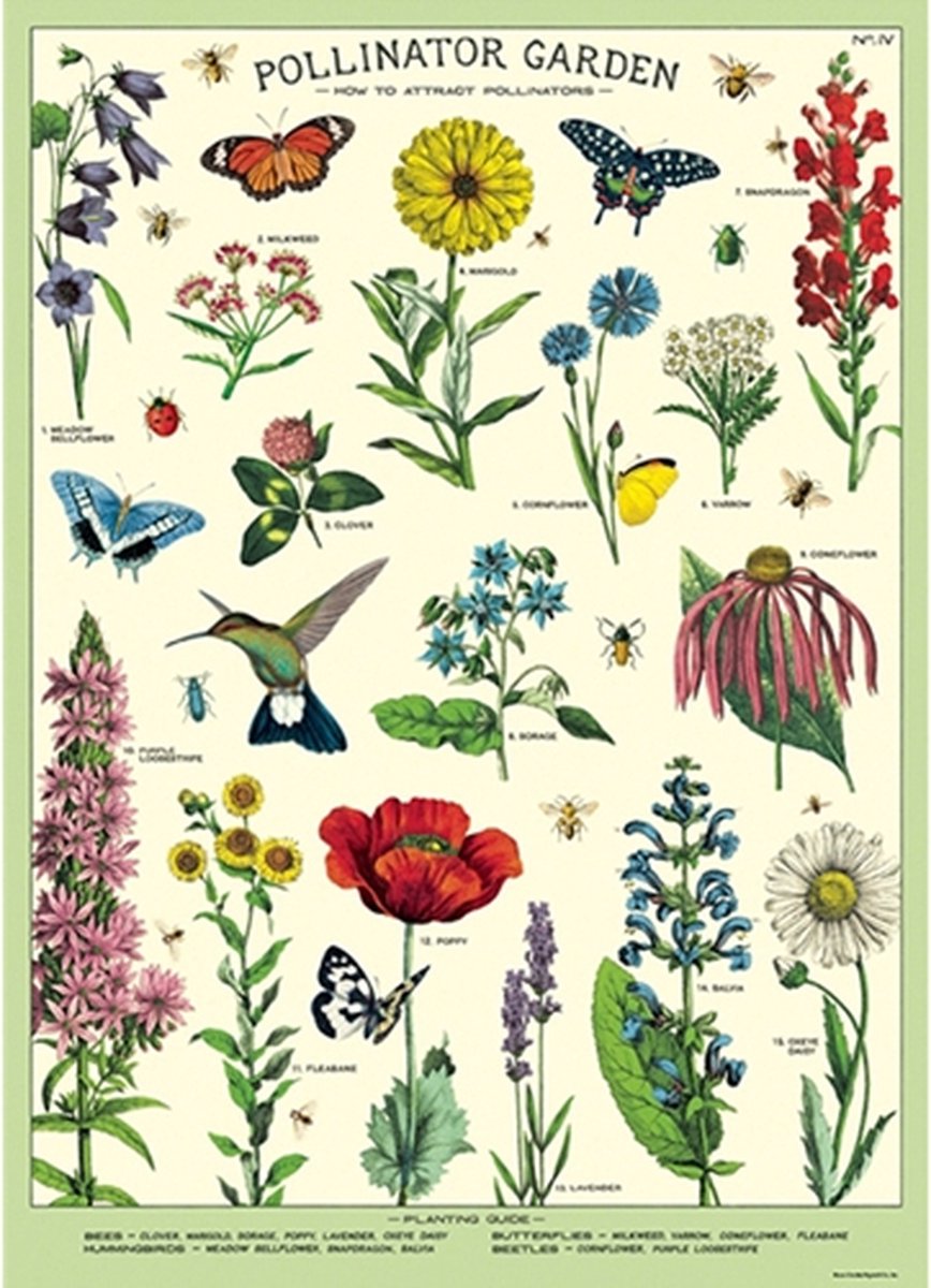 Cavallini & Co - Vintage poster/schoolplaat - Bestuivers
