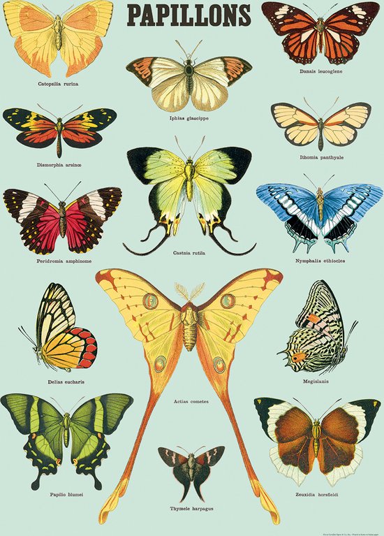 Cavallini & Co - Affiche Vintage /affiche scolaire - Papillons (B)