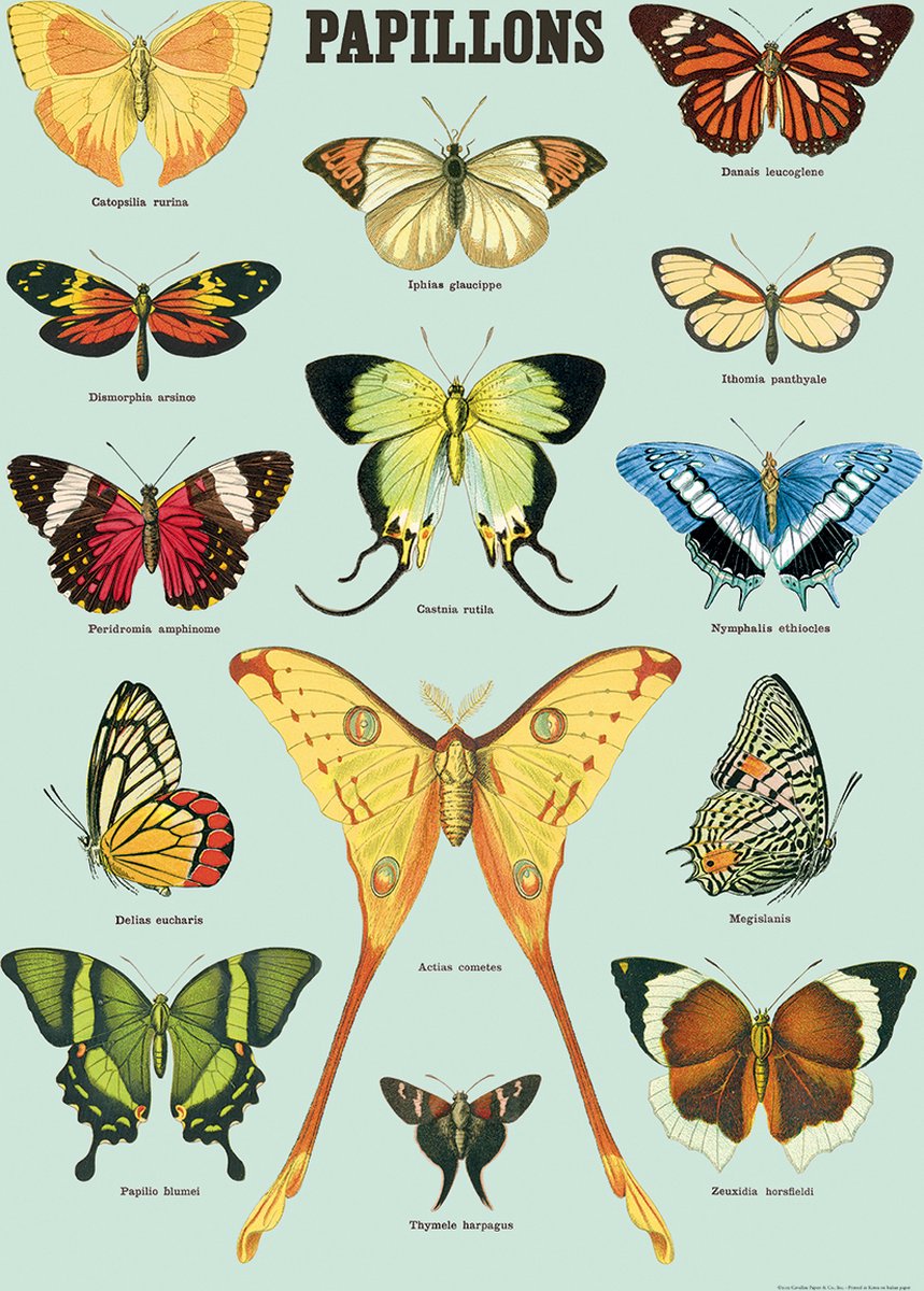 Cavallini & Co - Vintage poster/schoolplaat - Vlinders (B)