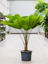 Plantenwinkel Waaierpalm Licuala Grandis S 140 cm kamerplant