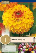 Dahlia 'Sunny Boy' - zomerbollen