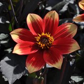 Dahlia Dahlegria Bicolore