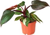 Philodendron Pink Princess - Zeldzame kamerplant - Makkelijke plant - Ø12cm - 20 - 25cm  - Plants by Jens