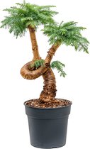 Plantenwinkel Araucaria Cunninghamii Bonsai XL 95 cm kamerplant