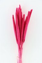 Gedroogd Babala Cerise  - 10 Stuks - Droogbloemen - Dried Flowers - GRATIS VERZENDING